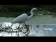 Hammerkop Bird 1 1245